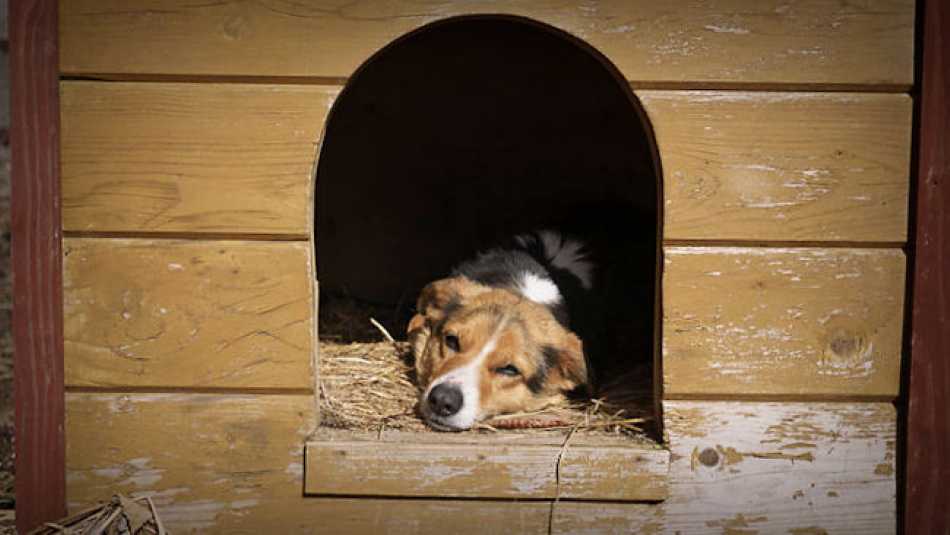 Things don’t always go well, so Get Out Of The Doghouse Day is about making up with people!